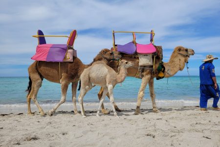 Djerba en douceur : Voyage au Cœur de l’Île