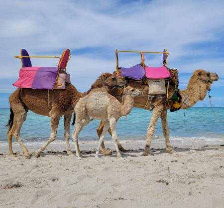 Agence de voyage d'affaires en Tunisie